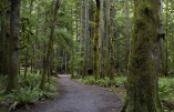 On the path to Marymere Falls in the Olympic National Park